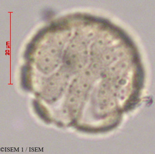 ISEM 1/Eriocaulon_microcephalum_28100/Eriocaulon_microcephalum_28100_0001(copy)_thumb.jpg